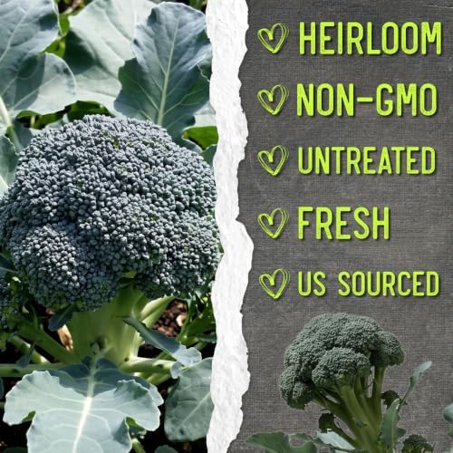 Seed Needs Waltham 29 Broccoli Seeds to Plant Heirloom & Non-GMO 20 Packs - Image 6
