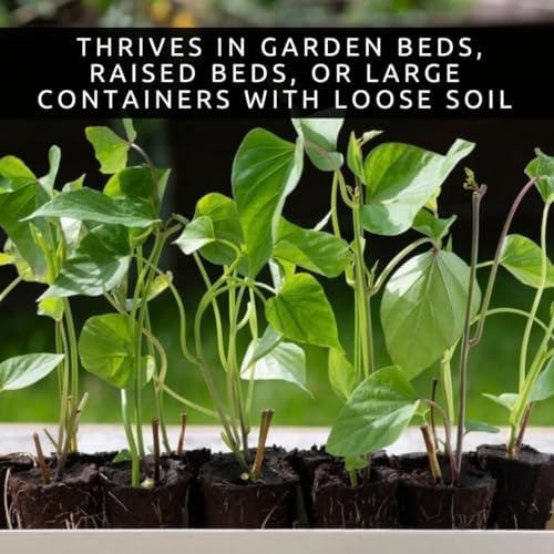 Orange Sweet Potato Slips for Planting – Non-GMO Heirloom Sweet Potato Plants – High Yield Garden Starts – Easy to Grow Vegetable Plants for Home Garden, Raised Beds & Containers (5 Slips) - Image 5