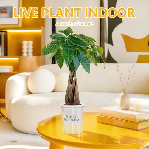Money Tree Live Indoor Plant, Air Purifying, Easy Low Light - Image 6
