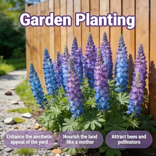 Lupine Seeds to Plant, Mixed Colors Perennial Wildflower Pollinator Magnet - Image 5