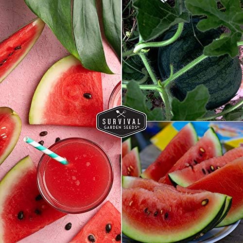 Sugar Baby Watermelon Seeds for Planting - 1 Pack - Image 5