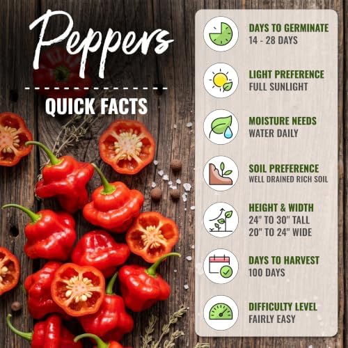 Seed Needs Jamaican Red Hot Pepper Seeds to Plant Vegetables - 20 Packs - Image 4