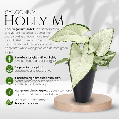 Syngonium Holly M (4 Pack) Live Starter Plants, Variegated Arrowhead Vine Houseplants, Easy Care Indoor Tropical Plants Live, Decorative Foliage Plants - Image 2