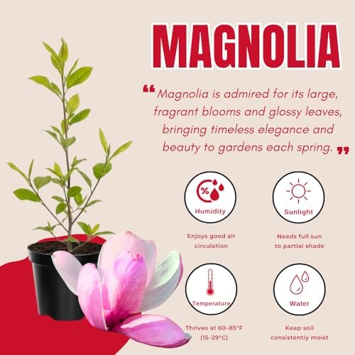 Jane Magnolia Flower Tree Live Plant, Spring Bloom Tree, 2.5'' Pot - Image 3