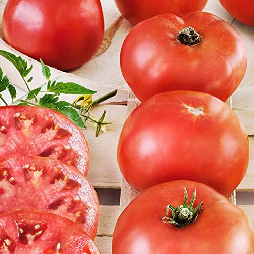 Bonnie Plants Big Boy Tomato Live Vegetable Plants - 4 Pack, 6 - 10 Ft. Plants, 16 - 32 Oz. Tomato Size - Image 2