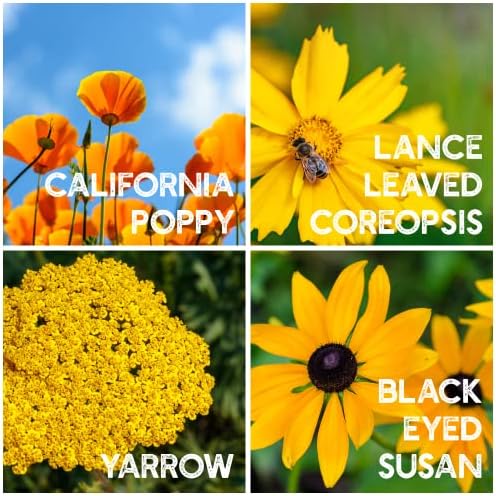 Mountain Valley Seed Co All Annual Wildflower Seed Mix 1 lb, 16,000 Seeds - Image 5