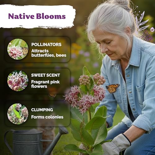 150 Showy Milkweed Heirloom Flower Seeds for Planting, Asclepias Speciosa - Image 4