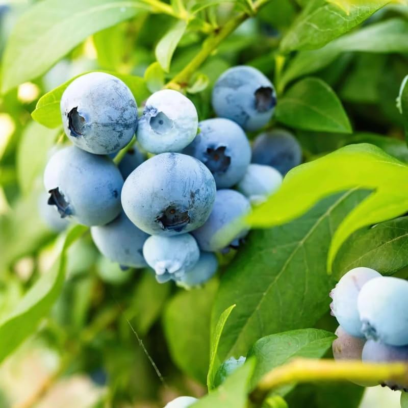 2 Misty Blueberry Bushes Live Plants, Edible Fruit Plant, 5-12 Inch Tall - Image 5