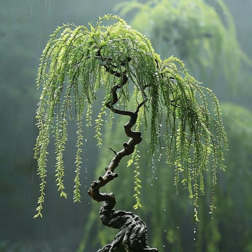 25pcs Dwarf Bonsai Willow Trees Seeds for Planting, Perennial Willow Seeds to Plant, Heirloom Non-GMO Beauty Bonsai Plants for Home Garden Outdoors - Image 5