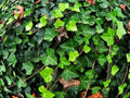 Greenwood Nursery: Live Ground-Cover Plants - English Ivy + Hedera Helix - [Qty: 50 Bare Roots] - (Click for Other Available Plants/Quantities) by GreenwoodNursery