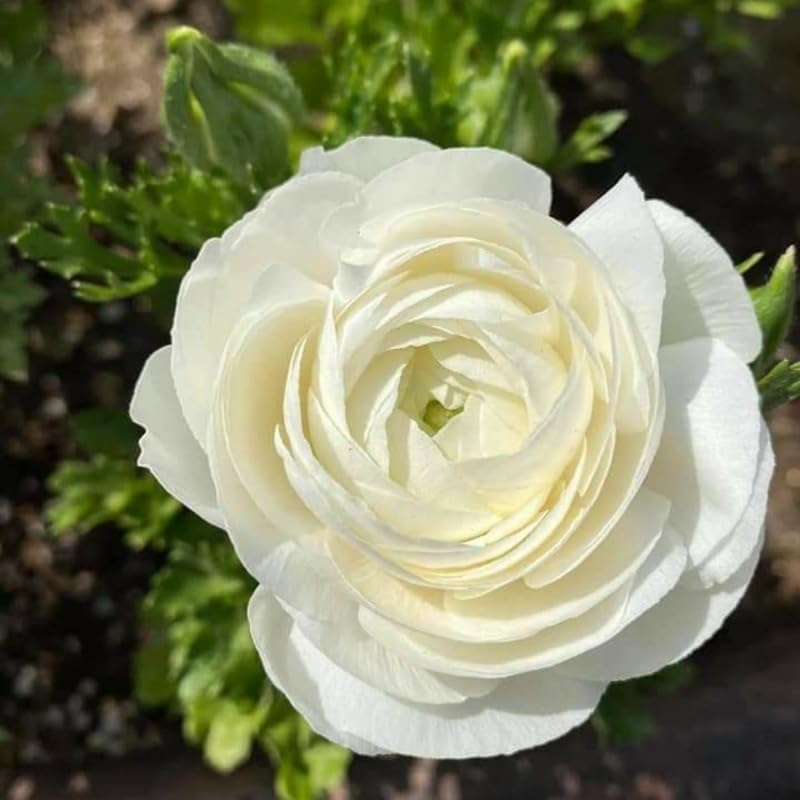 25 White Ranunculus Bulbs, Garden Flower Bulbs - Image 4