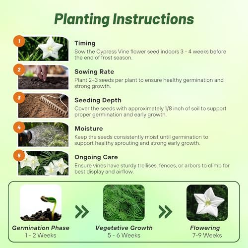 Outsidepride White Cypress Vine Seeds - 200 Pcs Annual Flower Seeds with Nectar-Rich, Star-Shaped Flowers & Feathery, Fern-Like Leaves for Fences, Trellises, Pergolas & Vertical Gardens - Image 5