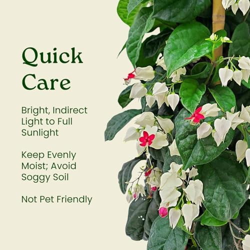 Tropical Plants of Florida Bleeding Heart Vine Live Plant Red and White Flowers - 3 Gallon 36 Inch Tall Tropical Flowering Vine Indoor Outdoor Ornamental Plant - Image 5