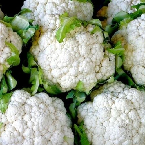 Bmore Spicy Cauliflower (Brassica oleracea) Seeds, Non-GMO Heirloom for Planting, 1000 Fresh Seeds for Indoor and Outdoor Gardening – A Garden Staple for Cool Seasons - Image 6