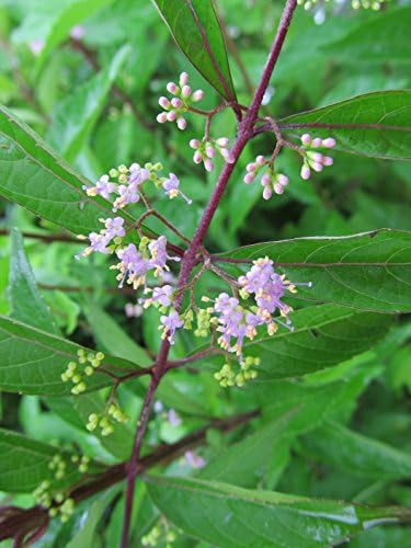 Callicarpa dich. 'Early Amethyst' (Beautyberry) Shrub, pink flowers, #3 - Size Container - Image 3