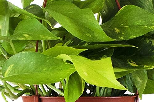 Shop Succulents | Vining Collection | Hand Selected, Air Purifying Easy Care Live Indoor/Outdoor Pothos Devil's Ivy House Plant - Image 2