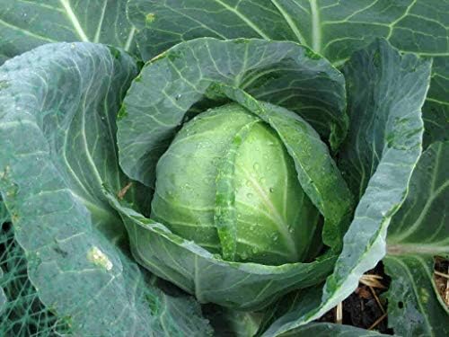 Golden Acre Cabbage 200-16,000 Seeds Heirloom Healthy Green Tender Leaves Bulk (4000 Seeds) by BmoreSpicy