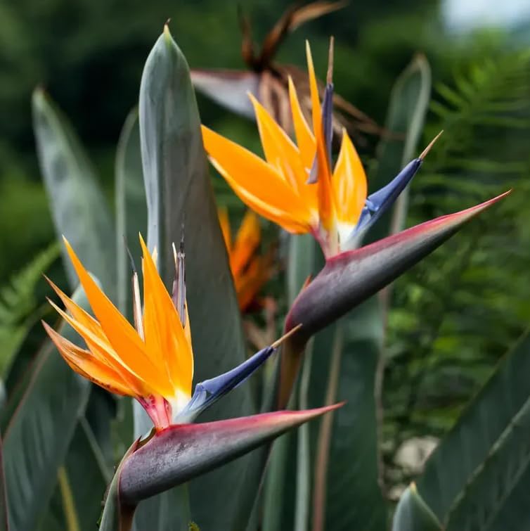 Daisy Ship Bird of Paradise Orange - Strelitzia Reginae - 2 x 2 inch Cups - Image 6