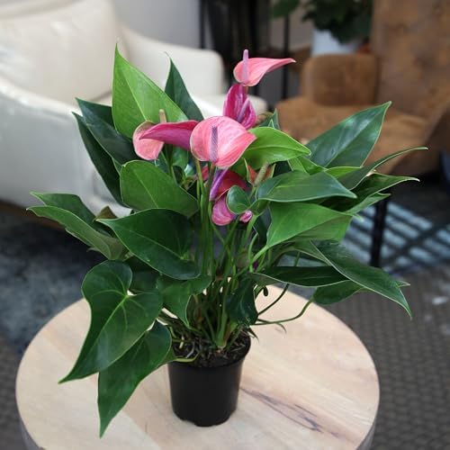 Purple Anthurium Live Plant (Approx. 8-11" Tall), Real Flowers/Unique House Plants in 4" Nursery Pot, Floral Desk Plant, Air Purifying Plants & Cool Gifts for Plant Lovers by Plants for Pets - Image 3