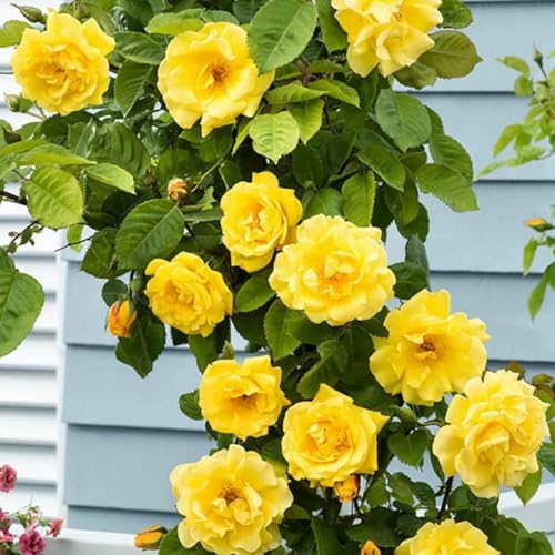 Yellow Live Rose Plant, Hardy, 5-10 Inch Tall by PlantsSeedsBulbs