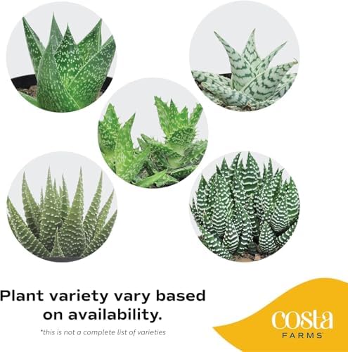 Costa Farms Succulents, Live Indoor Plant, Easy Care, Home Decor - Image 4