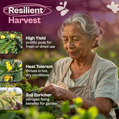 SVI 50 Gandules Pigeon Peas Seeds (Cajanus indicus) - Gungo peas, Congo Pea, Drought Resistant & Nitrogen-Fixing, Open-Pollinated - Heirloom Vegetable Seeds for Outdoor Garden, Raised Beds - Image 3