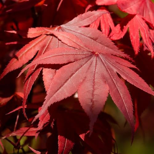 Emperor One Japanese Red Maple, Ornamental Value, Vibrant Red Foliage, Serrated Leaves, 1-2 ft Tree Height, 1 gal Nursery Pot (Due to Agricultural Laws, we Cannot Ship to CA, AZ, AK, or HI) - Image 4