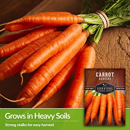 Danvers Carrot Seeds for Planting - Survival Garden Seeds (2 Packs) - Image 3