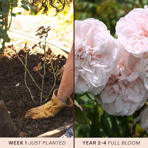 Heirloom Climbing Roses, Live Own Root Plant, CL Devoniensis - Image 3