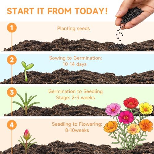 Groundio 23500+ Mixed Moss Rose Seeds, Ground Cover Flower Seeds, Heat & Drought Tolerant Heirloom Flower Seeds for Home Yard Container Gardening(Portulaca Grandiflora) - Image 2