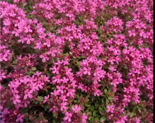 Creeping Thyme - Live Plant in 3.5" Pot by Unknown