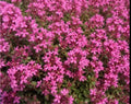 Creeping Thyme - Live Plant in 3.5" Pot by Unknown