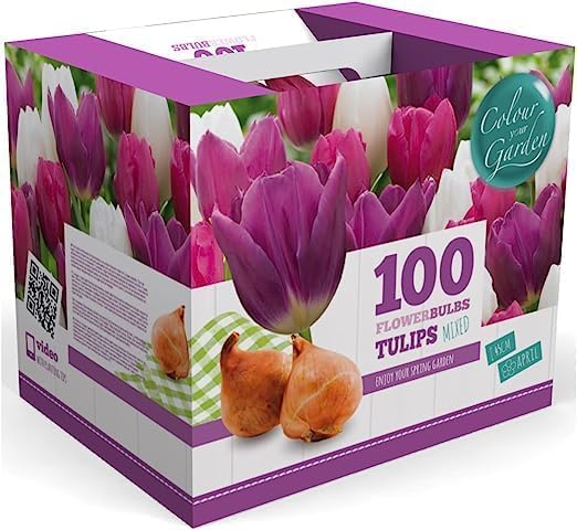 100 Tulip Mix Flower Bulb Box with Easy Carry Handle - Purple, Pink and White Mixed Colors - Weeks of Easy to Grow Flowers - Plant in Gardens, Containers & Flowerbeds - Planting Instructions Included - Image 2