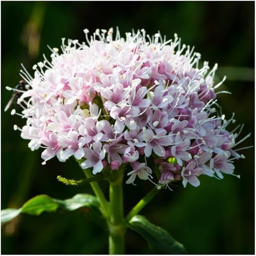 Seed Needs Valerian Seeds to Plant an Herb Garden - 1 Pack - Image 2