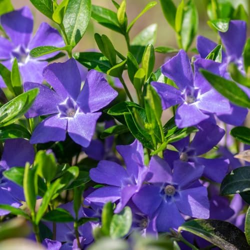 25 Vinca Minor Live Plants 6-8 Inc Tall, Periwinkle Ground Cover Plants - Image 5