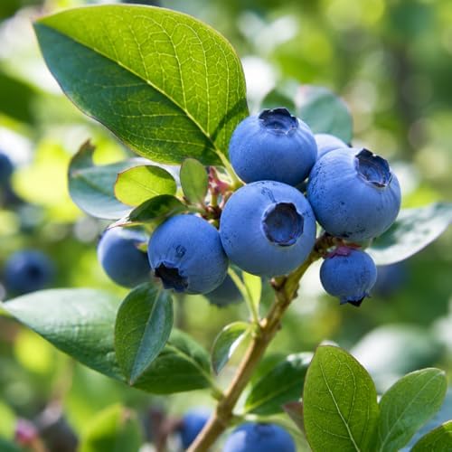 Sapphire Cascade Blueberry Shrub - 10-16" Tall Live Plant - Gallon Pot by Unknown