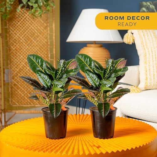 Costa Farms Croton Petra Live Plants (Pack of 2), Indoor Outdoor Houseplants Potted in Plant Pots, Potting Soil Mix, Easy to Grow Tropical House Plants for Home, Office, Fall Room Decor, 1 Foot Tall - Image 2