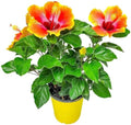 Fiesta Hibiscus Bush - Live Hibiscus Flowering Plant - Tropical Flower Plant - 1 Gallon Planter - Overall Height 10" to 14" - Tropical Plants of Florida by TropicalPlantsofFlorida