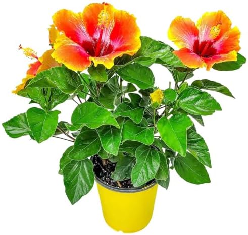 Fiesta Hibiscus Bush - Live Hibiscus Flowering Plant - Tropical Flower Plant - 1 Gallon Planter - Overall Height 10" to 14" - Tropical Plants of Florida by TropicalPlantsofFlorida