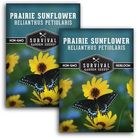 Native Prairie Sunflower Seeds (Helianthus petiolaris) (2 Pack) by SurvivalGardenSeeds