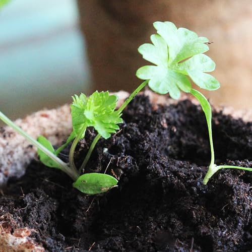 Seed Needs Italian Flat Leaf Parsley Seeds to Plant an Herb Garden - 1 Pack - Image 2