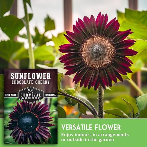 Chocolate Cherry Sunflower Seeds for Planting - 3 Packs - Image 4