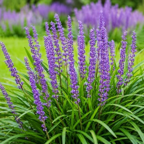 Big Blue Liriope Grass - Live Plant - Gallon Pot - Image 3