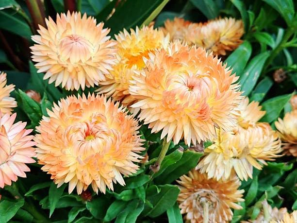 2500+ Mixed Strawflower Seeds for Planting - Non-GMO Heirloom Seeds, Drought Tolerant, Attracts Pollinators, Ideal for Pots, Cut Flower Garden, Dried Arrangements & Crafts - Image 7