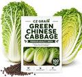 Chinese Cabbage Seeds to Plant | 100 Seeds | Green Asian Garden Vegetable by CZGrain