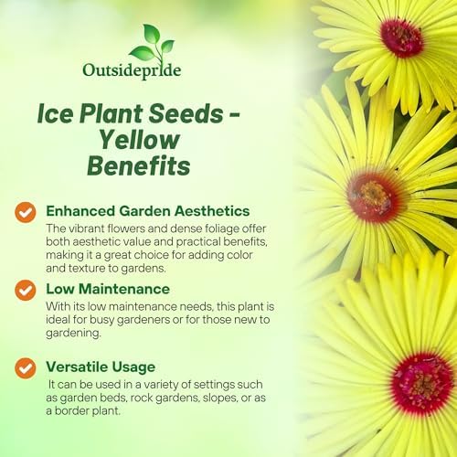 Outsidepride Gelato Yellow Ice Plant Seeds - 5000 Pcs Perennial, Drought Tolerant Ground Cover Seeds for Planting Vibrant Trailing Blooms, Ideal for Sunny Gardens & Xeriscape Landscaping - Image 3