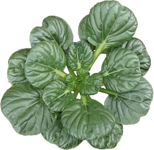 1000 Black Knight Tatsoi Mustard Seeds for Planting – Heirloom, Non-GMO, USA Grown Asian Greens with Premium Waterproof Packaging Brassica rapa subsp. narinosa by RDR Seeds by RDRSeeds