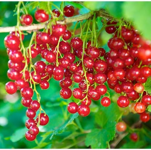Red Currant Berry Bush Live Plant, Bare Root Berry Plant, 10-12 Inch Tall - Image 2