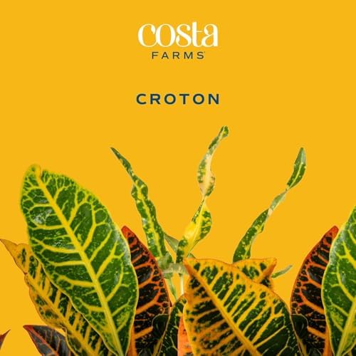 Costa Farms Croton, Live Indoor Plant, Easy Care, Home Decor - Image 3