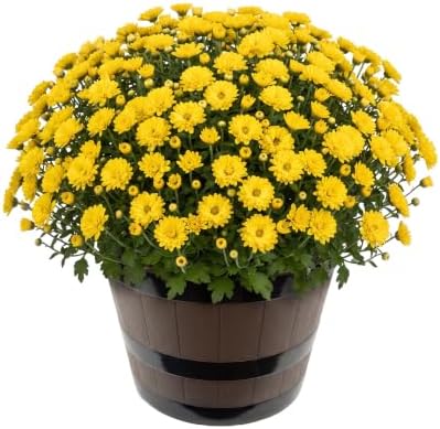 Chrysanthemum (Wine Barrel Deco Pot), Yellow Blooms, Live Fall Flowering Perennial, 15" Tall by 12" Wide in 3 Qt Pot by TheThreeCompany